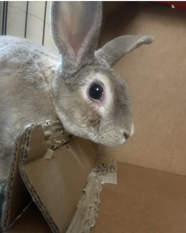 Rabbit Photo