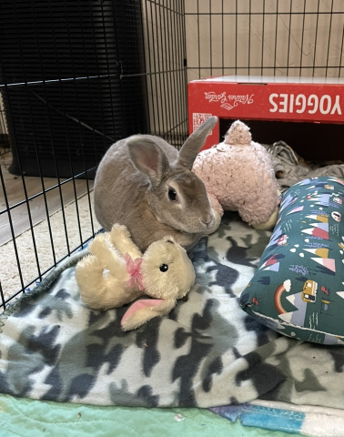 Rabbit Photo
