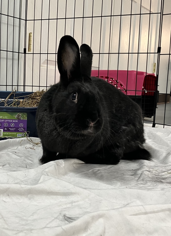 Coco - Mix 