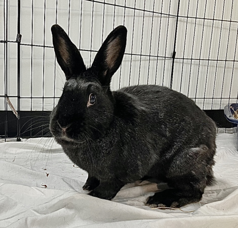 Rabbit Photo