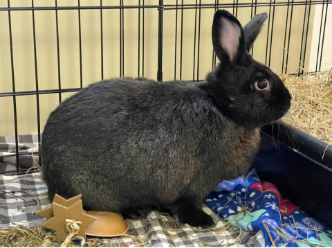 Rabbit Photo