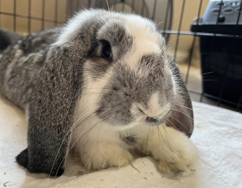 Flynn Rabbit Errol Flynn is available for adoption!