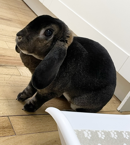 Rabbit Photo