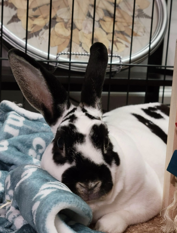 Rabbit Photo