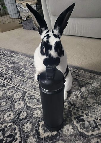 Rabbit Photo