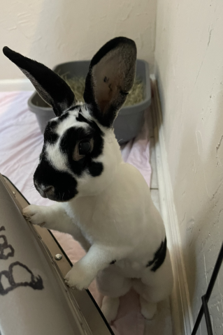 Rabbit Photo