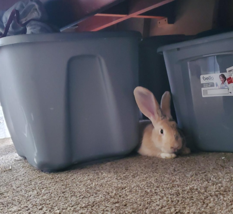 Rabbit Photo