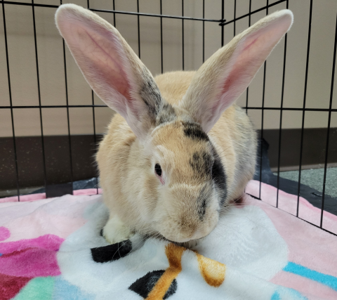 Rabbit Photo