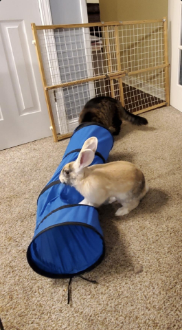 Rabbit Photo