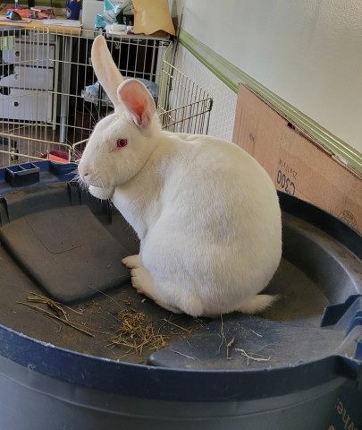 Rabbit Photo