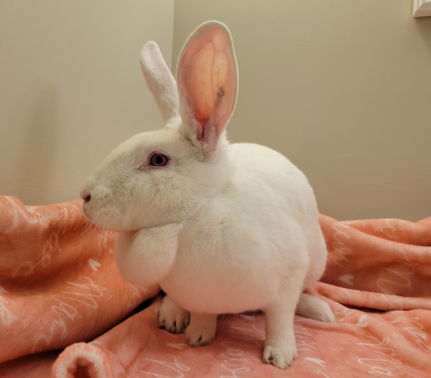 Rabbit Photo