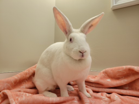 Rabbit Photo