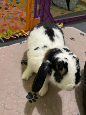 Rabbit Photo