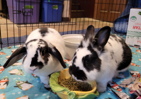 Rabbit Photo