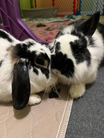 Rabbit Photo