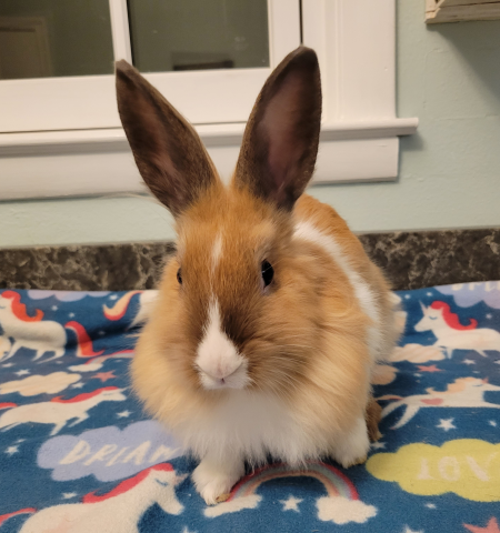 Rabbit Photo