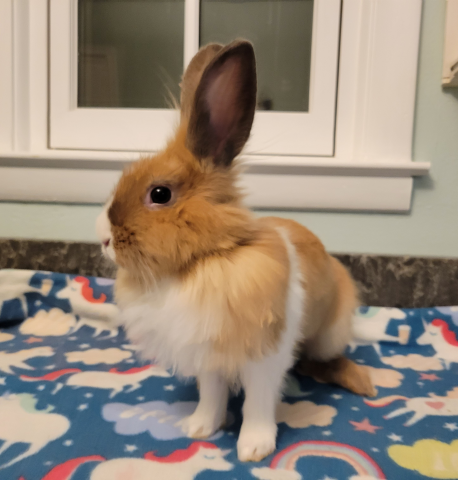 Rabbit Photo