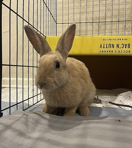 Rabbit Photo