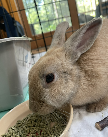 Rabbit Photo