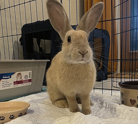 Rabbit Photo