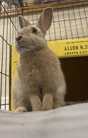 Rabbit Photo