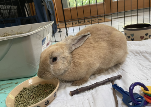 Rabbit Photo
