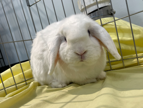 Rabbit Photo