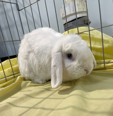 Imala - Lop