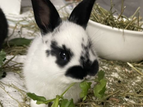 Rabbit Photo