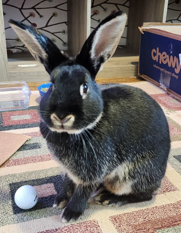 Bella - Mix