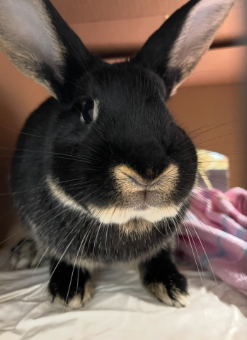 Rabbit Photo