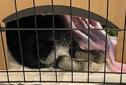 Rabbit Photo
