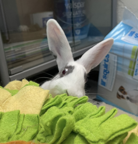 Rabbit Photo