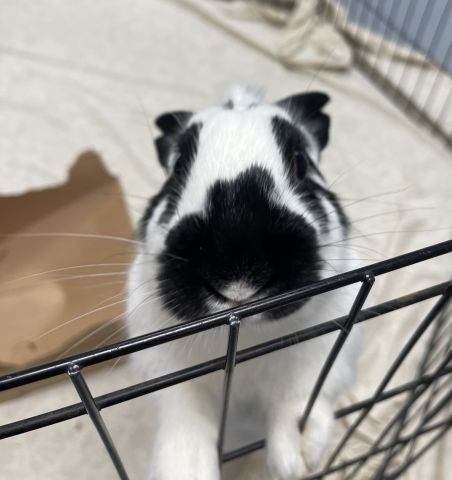 Rabbit Photo