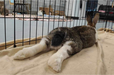 Rabbit Photo