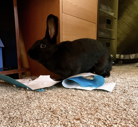 Rabbit Photo