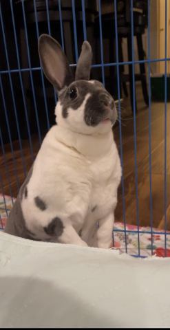 Clementine - Mini rex