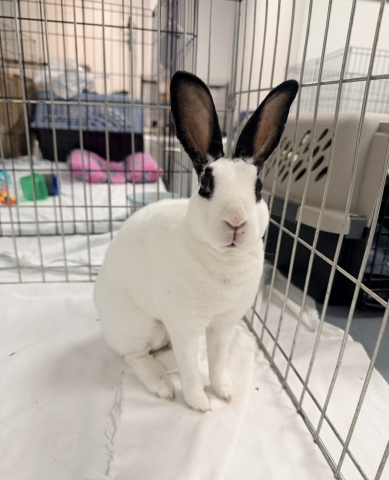 Rabbit Photo