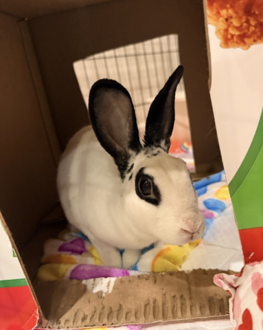 Rabbit Photo