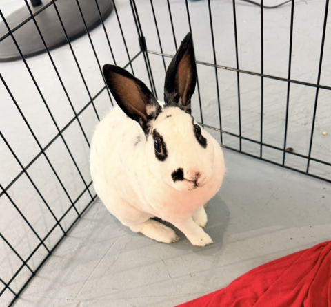Rabbit Photo