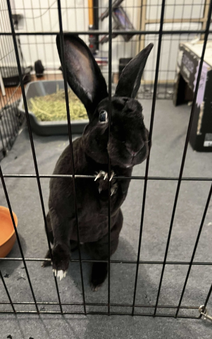 Rabbit Photo