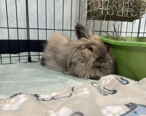 Sunshine - Lionhead