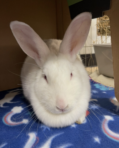 Rabbit Photo
