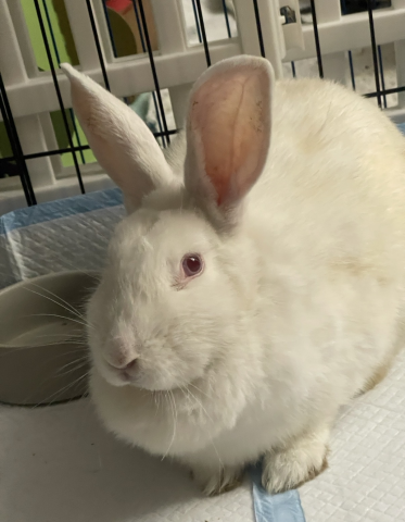 Rabbit Photo