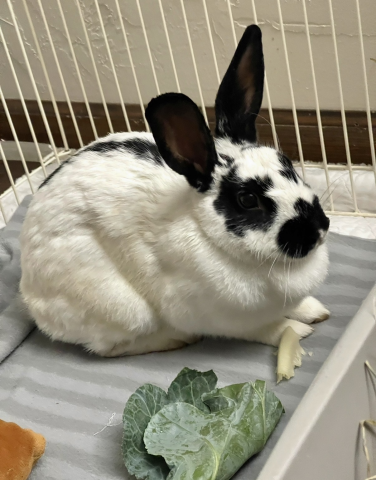 Sylvie - English spot