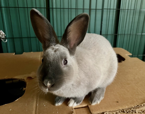 Rabbit Photo