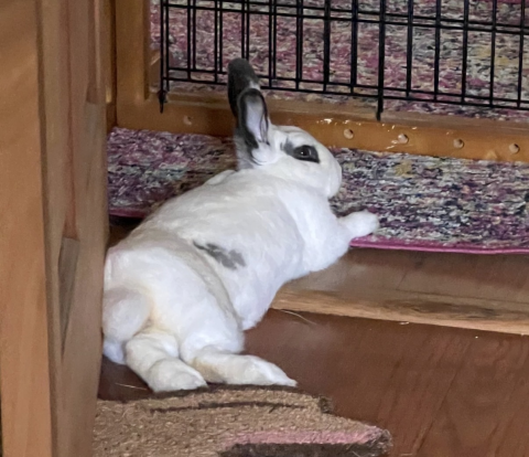 Rabbit Photo