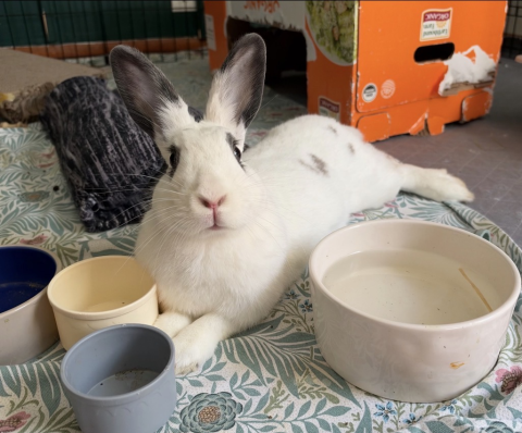 Rabbit Photo