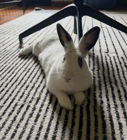 Rabbit Photo