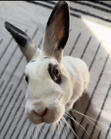 Rabbit Photo